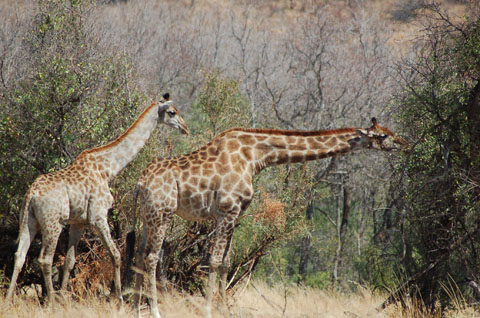 Réserve animalière de Pilanesberg2